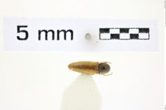 Foto (Dorsalansicht) von Glyphonyx dalopioides (Nakane, 1959) (NHMW-ZOO-COL-0008432)